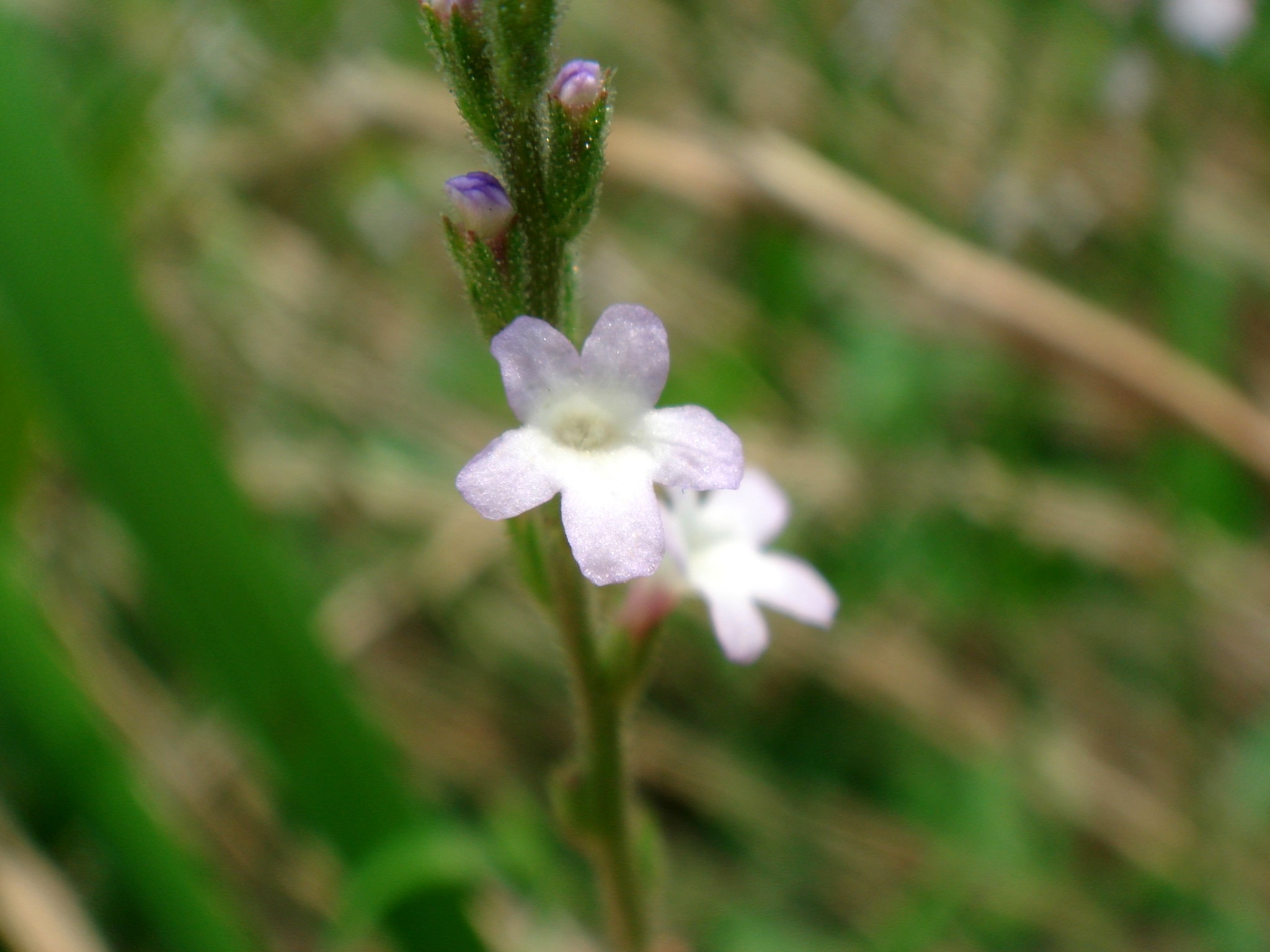 Verbena officinalis L.